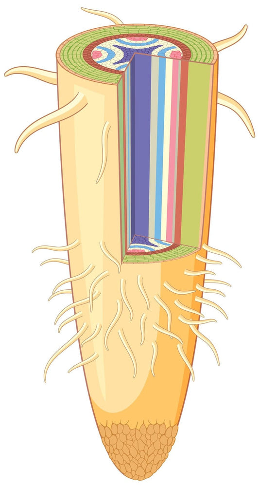 What Are Elastin Fibers and How Do They Affect Your Skin