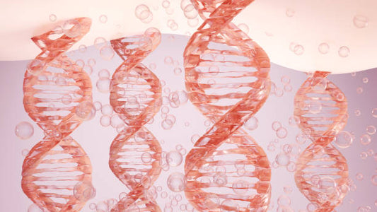 Do Elastin Supplements Help Aging Skin? A Detailed Review