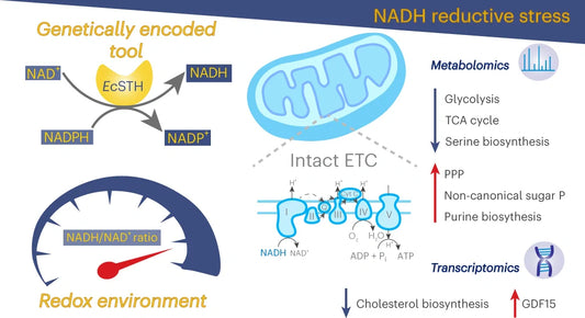 NAD vs NADH: Complete Comparison and Functions