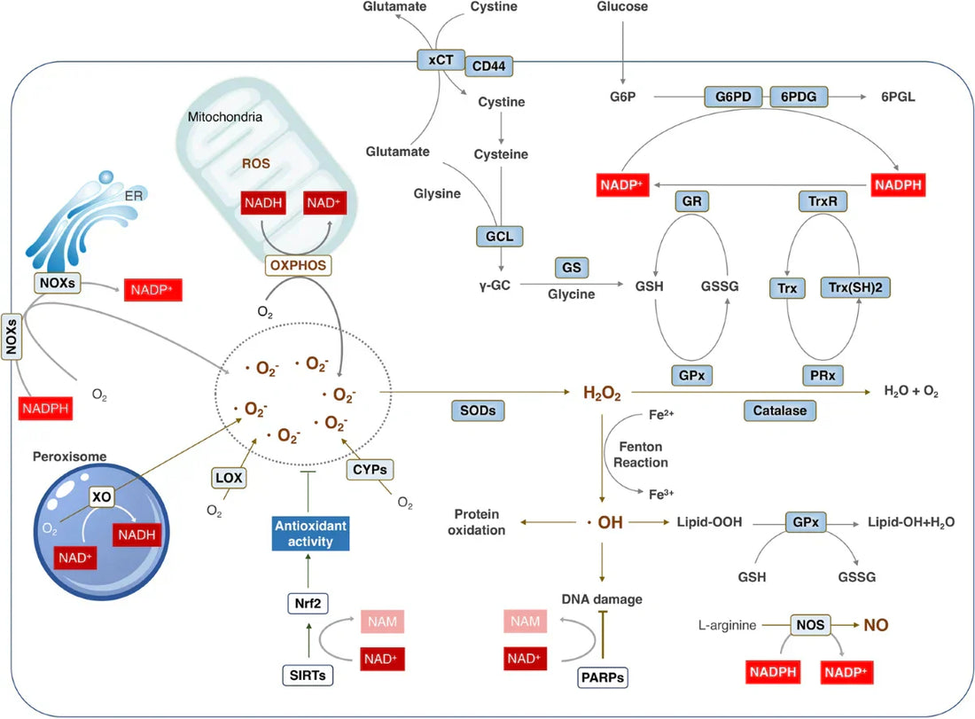 How NAD Supports Weight Loss, Energy, and Fat Metabolism