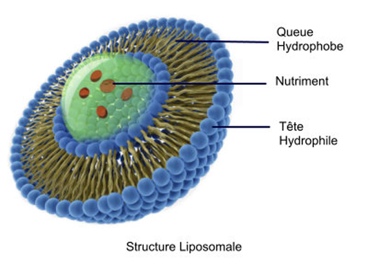 Illustration of a liposome, a vesicle with: Hydrophilic heads (blue) facing water, Hydrophobic tails (yellow) forming the barrier, Encapsulated nutrient (green core) protected inside.