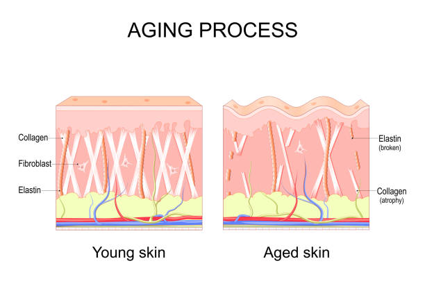 What Is Elastin in Skin Care and Why Is It Important?