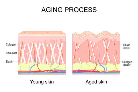 What Is Elastin in Skin Care and Why Is It Important?