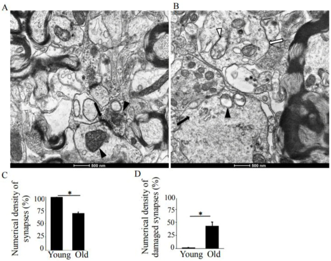 What Is NAD+? The Complete 2025 Guide to Energy, Longevity &amp; Cellular Health