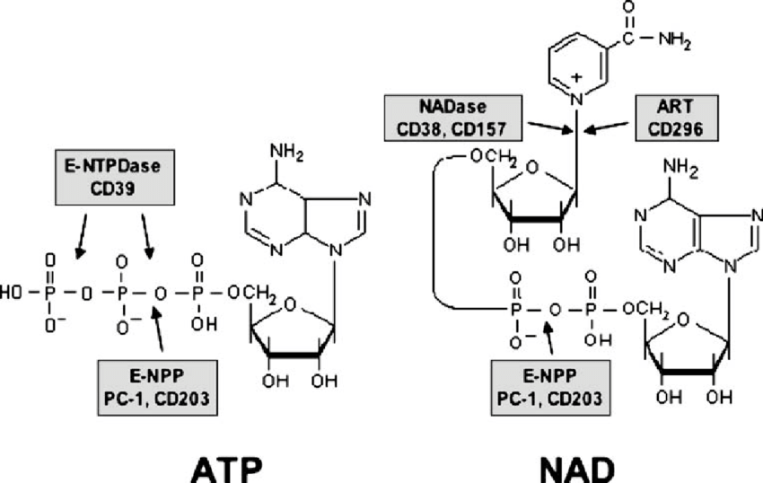 NAD with NR: Boosting Cellular Energy and Anti-Aging Benefits
