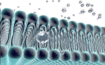 Stylized liposome structure showing phospholipid bilayer and water molecule diffusion across membrane.