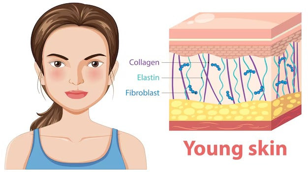 Collagen and Elastin: The Dynamic Duo for Youthful Skin