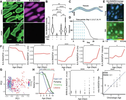 Mitochondria &amp; NAD+: How Cellular Energy Declines With Age