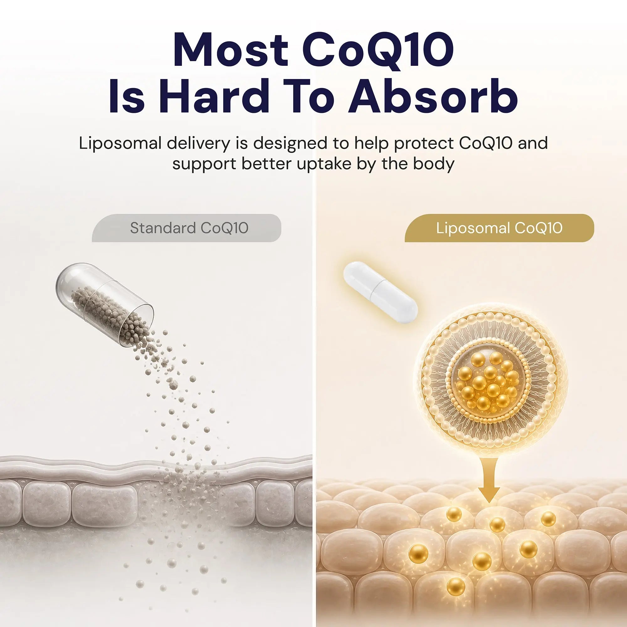 optimized af liposomal glutathione with coq10 and pqq CoQ10-200mg-Softgels, 120 Servings & Black Pepper Extract for Maximum Absorption Optimcell Liposomal CoQ10 - 30