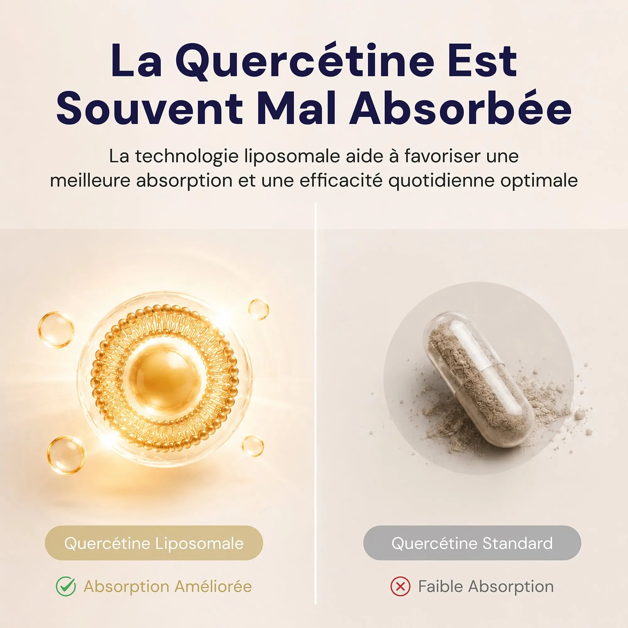 does quercetin increase glutathione The Paradox: The Secret to Preventing Toxic Quercetin Metabolites Health Benefits of Quercetin in