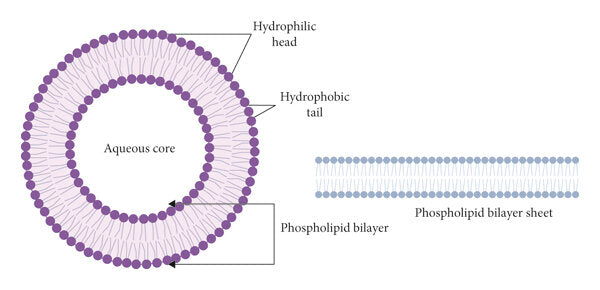 Liposomal Glutathione - 60 caps - Goldman Laboratories Liposomal Glutathione - 60 caps - Goldman Laboratories